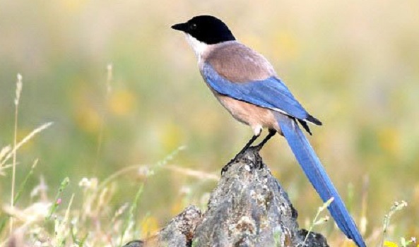 Ученые признали 13 видов птиц вымершими